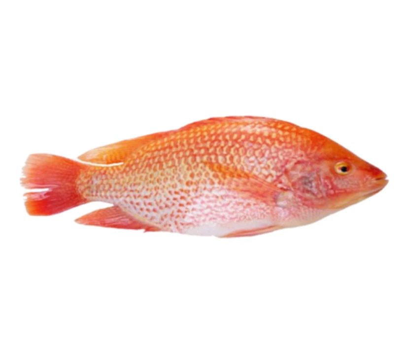 Tilapia rouge 400g